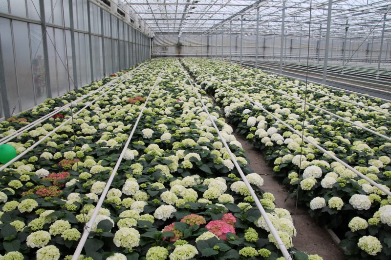 pepiniere-LUCERAM-min_nursery-hydrangea-white-flowers-greenhouse-flower-1609210-pxhere.com